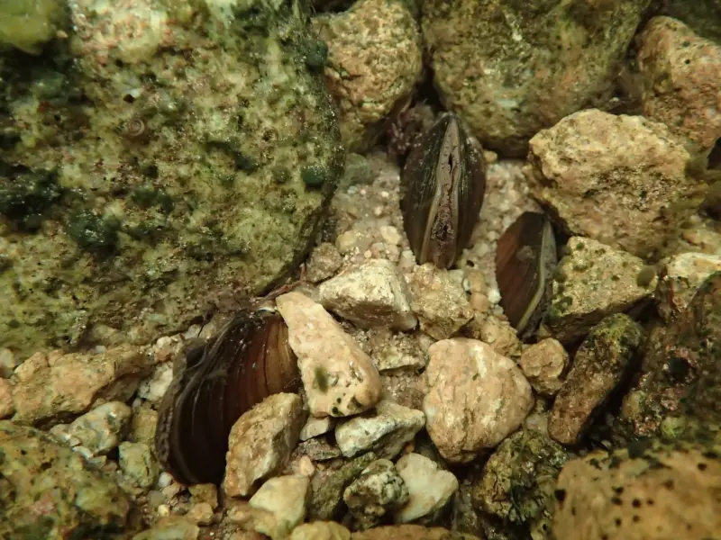 Ivalojoen valuma-alueelta on löytynyt erittäin merkittävä uusi, aiemmin tuntematon elinvoimainen raakku- eli jokihelmisimpukkapopulaatio.